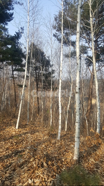 식물,tree,나무,편백나무,공원