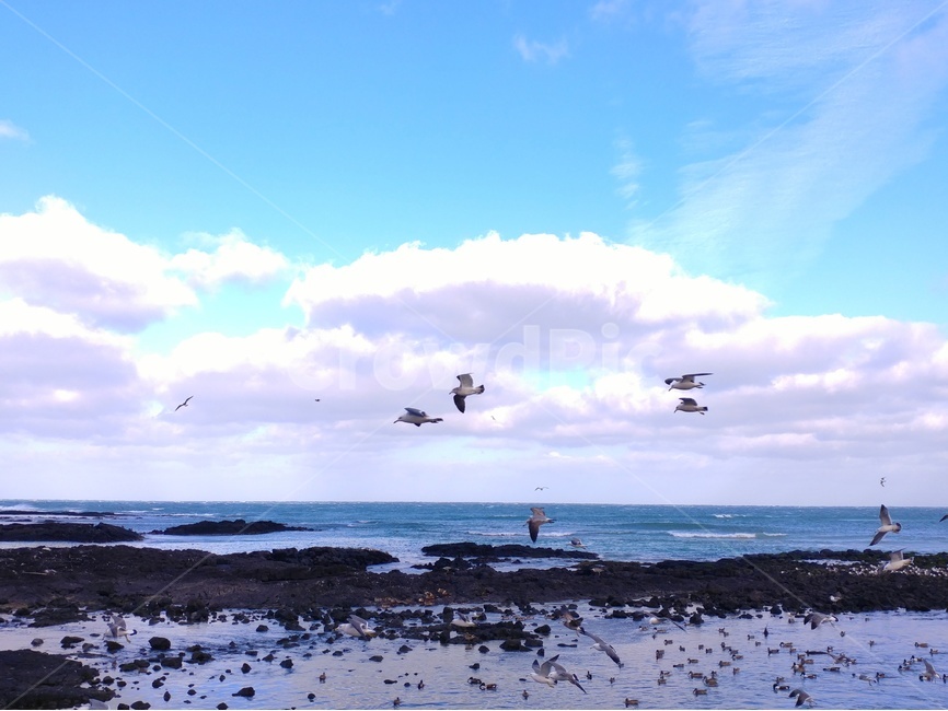 바다,하늘,구름,자연,풍경,파도,자연,풍경,nature,landscape,한국자연풍경,한국자연경관,korea nature landscape,해변,바다,beach,sea,동물,animal,조류,새,birds,색깔,색상,색채,색감,color sense,color sensitivity,feeling of color,bird