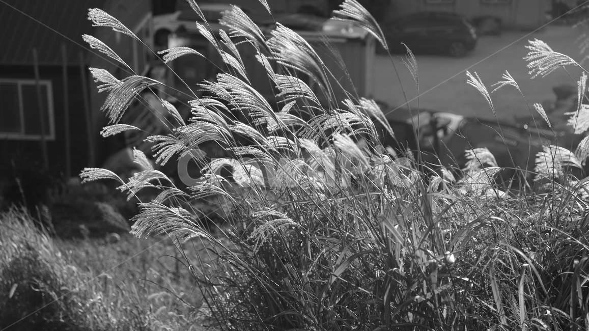 갈대,추억,기다림,가을,그리움,가을,계절,fall,autumn,season,흑백,모노톤,monochrome,black and white,grass,잔디,plant,식물,lawn,reed