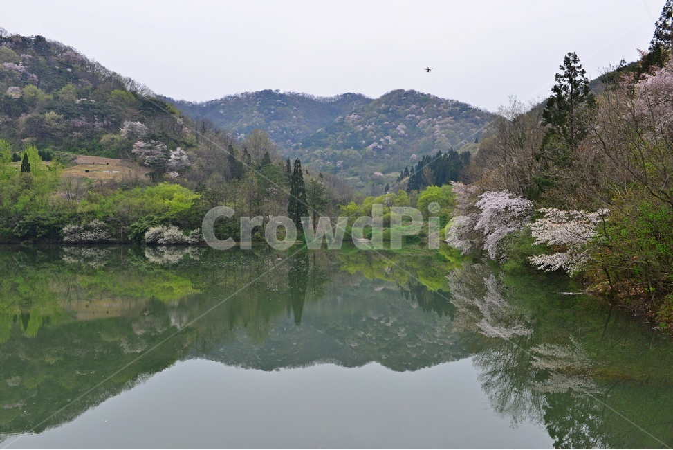 tree,나무,plant,식물,nature,자연,outdoors,옥외,전나무,water,물,화순,세량지,세량제,저수지,세량지봄,벚꽃,산벚꽃,봄,계절,반영,자연,풍경,nature,landscape