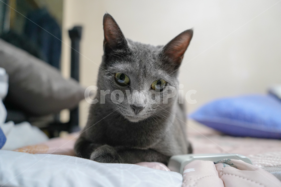 고양이,러시안블루,동물,cat,russianblue,동물,animal,포유류,mammal,고양이,cat,kitten,kitty