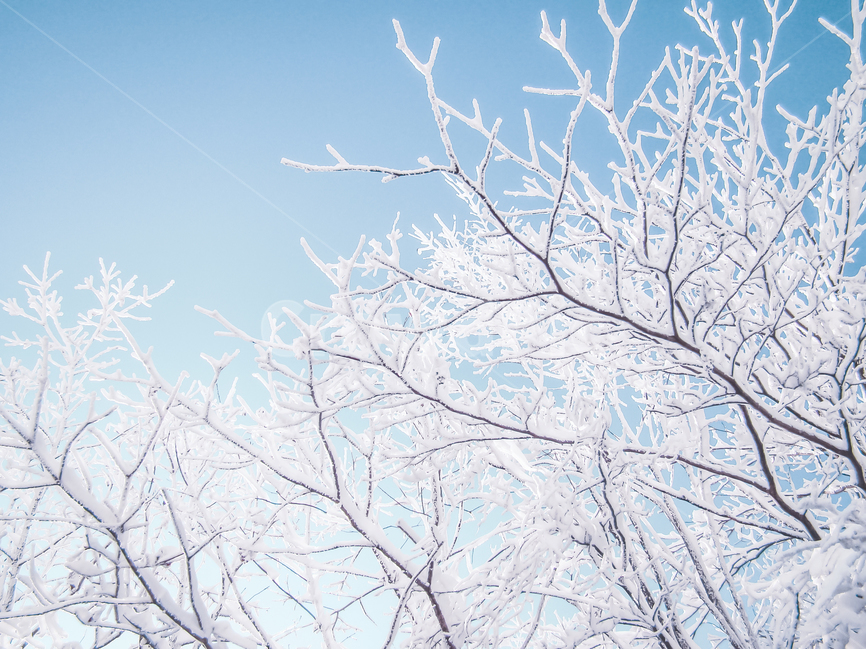 겨울,눈,나무,하늘,바람,겨울,계절,winter,season,식물,자연,plants,nature,나무,trees,wood