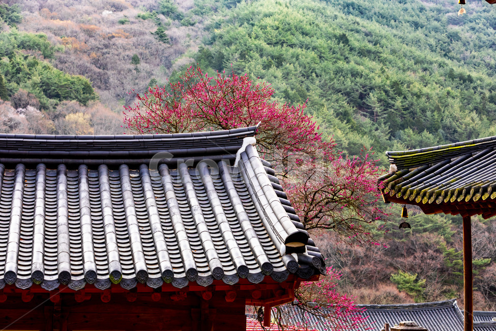 화엄사,문화유산,사찰,인간,봄,기와,풍경,숲,human,감성,홍매화,흑매화,지붕,roof