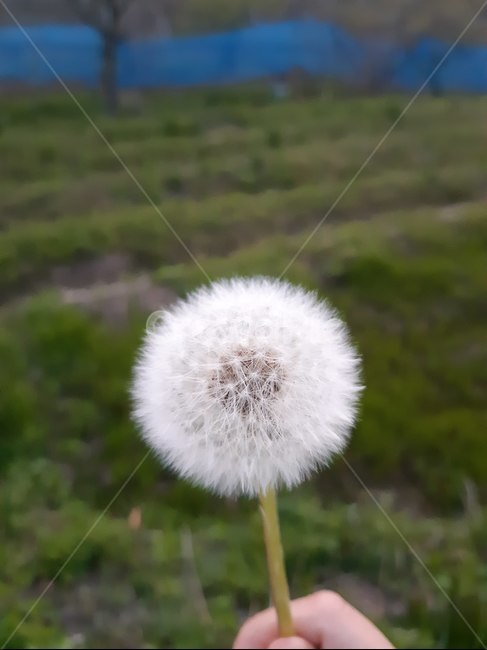 plant,식물,flower,blossom,꽃,식물,자연,plants,nature,꽃,flower