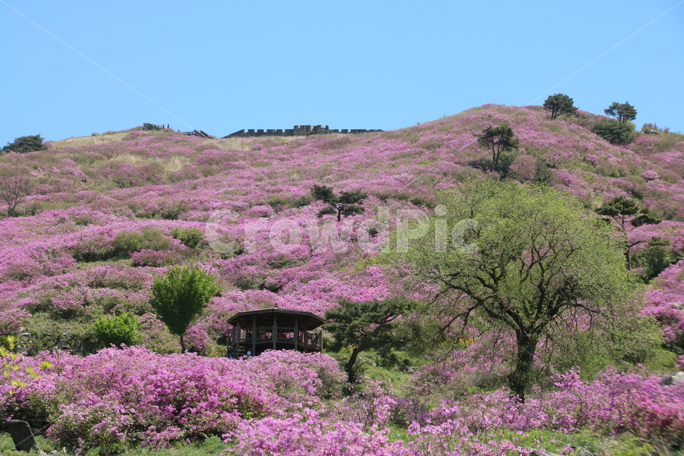지리산철쭉,철쭉제산청,철쭉,황매산,지리산,철쭉제,산청