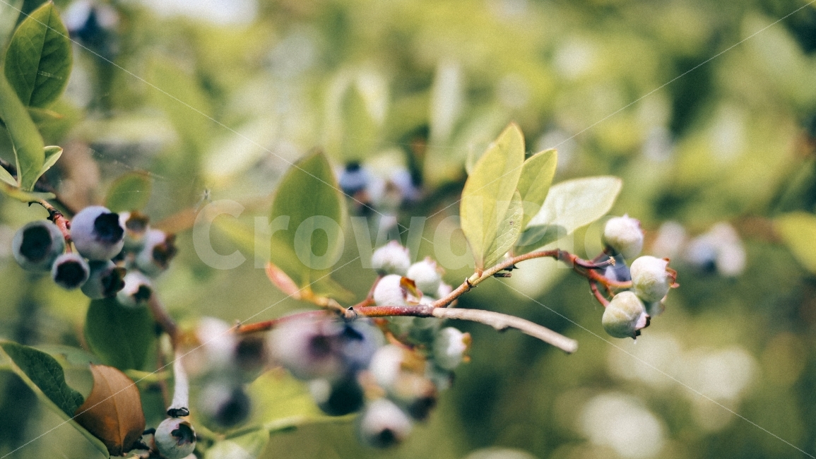 자연,블루베리,유실수,여름,가을,과일,열매,fruit,감성,sensible,feeling