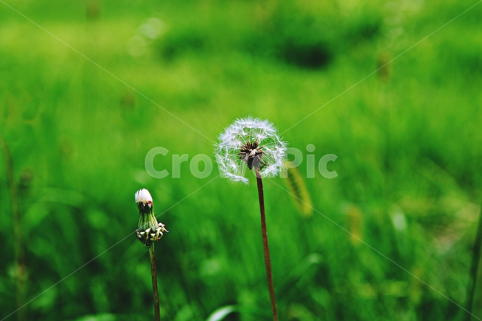 민들레,꽃,홑씨,식물,공원,자연,계절,식물,자연,plants,nature,꽃,flower