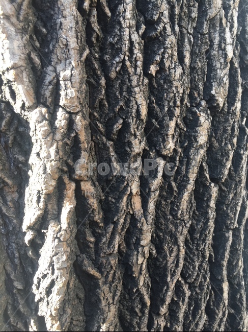 나무껍질,무늬,pattern,tree,나무표면,텍스처,질감,패턴,texture,pattern