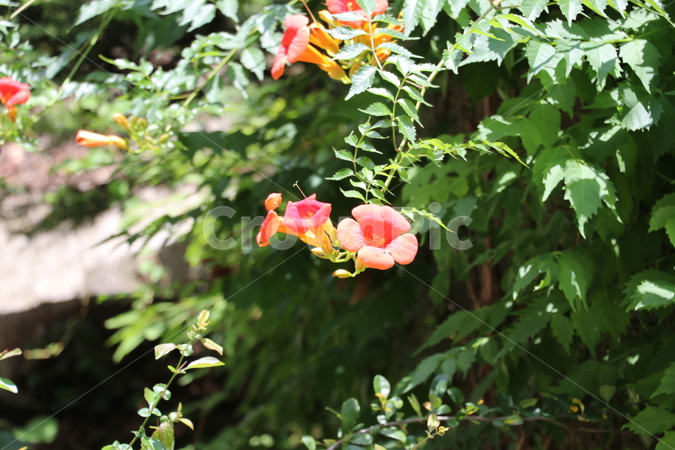 능소화,기생화,덩쿨꽃,꽃,여름꽃,식물,자연,plants,nature,꽃,flower