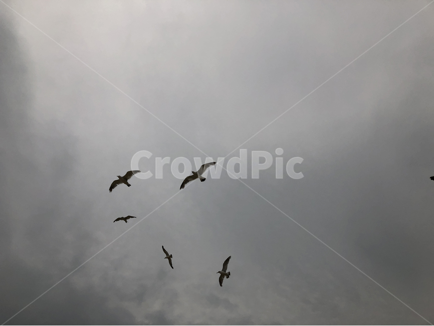 갈매기,seagull,새,하늘,비행,bird,동물,animal,조류,새,birds