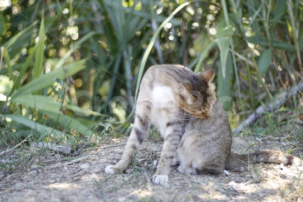 고양이,동물,유기묘,길고양이,반려묘,동물,animal,포유류,mammal,고양이,cat,kitten,kitty