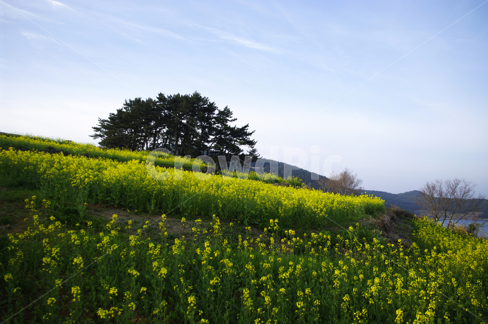 유채꽃,꽃밭,꽃,flower,계절,봄,spring,하늘,구름,풍경,봄,계절,spring,season,자연,풍경,nature,landscape,grassland,목초지,field,들,outdoors,옥외
