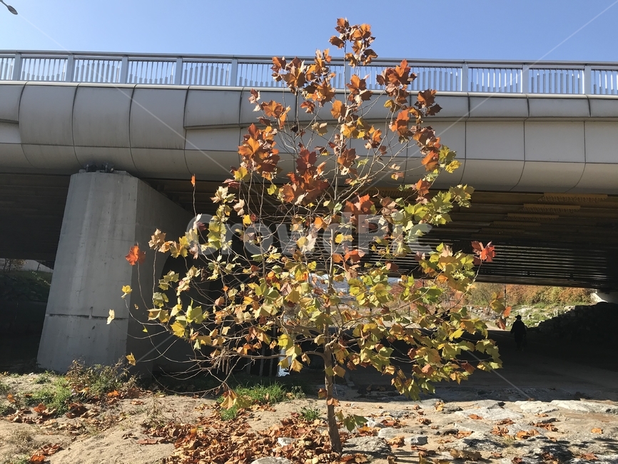 나무,가을,낙엽,tree,autumn,fall,leaf,leaves,가을,계절,fall,autumn,season,식물,자연,plants,nature,나무,trees,wood