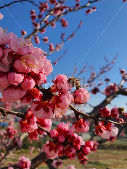 plant,살구꽃,꽃,벌,식물,봄,식물,자연,plants,nature,꽃,flower