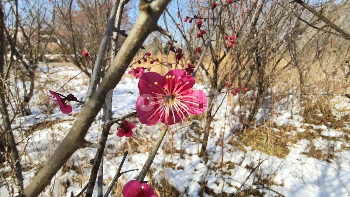 홍매화,매화,매화꽃,붉은매화꽃,홍매,자장매,maehwa,plant,식물,flower,blossom,꽃,petal,꽃잎,식물,자연,plants,nature,꽃,flower