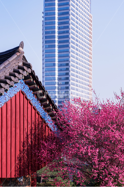 홍매화,봉은사,사찰,빌딩,도심,서울,봉은사홍매화,매화꽃,봄,계절,spring,season,한국전통,한국문화,korean traditional,korean culture,식물,자연,plants,nature,꽃,flower,건축물,건물외관,exterior,building,structure,architecture,construction