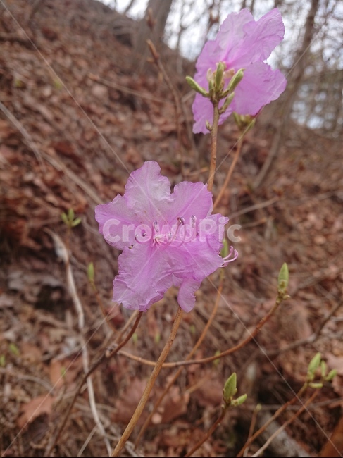 blossom,flower,꽃,plant,식물,진달래,식물,자연,plants,nature,꽃,flower