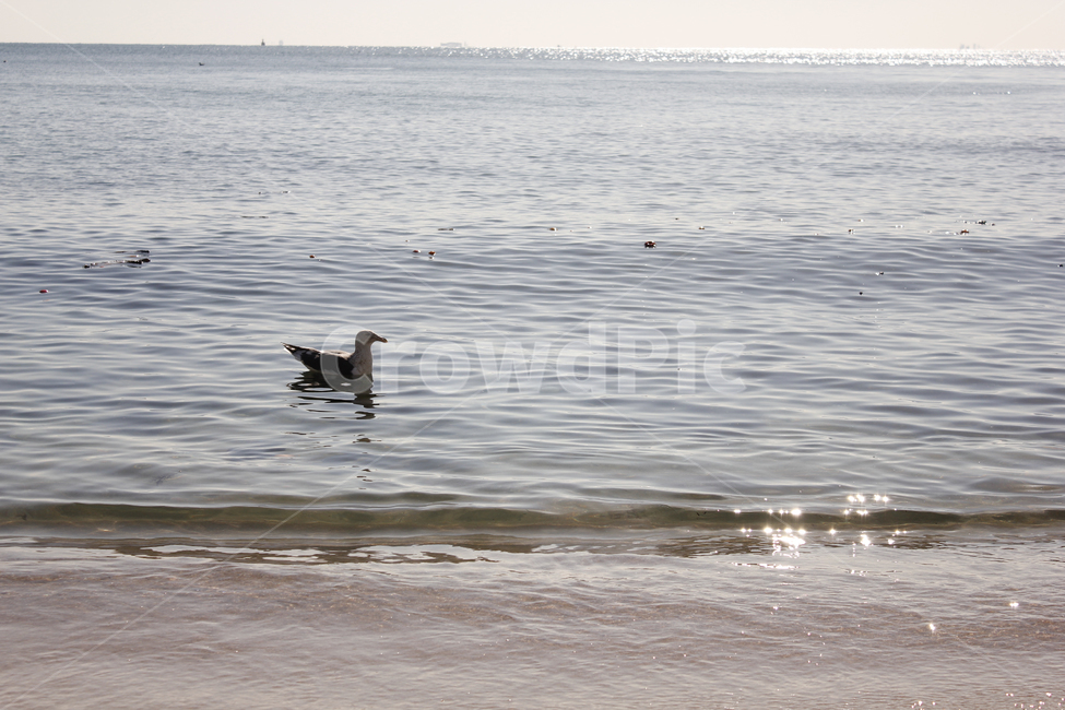 해운대,갈매기,외톨이,해변,새,헤엄,동물,바다,해안선,bird,sea