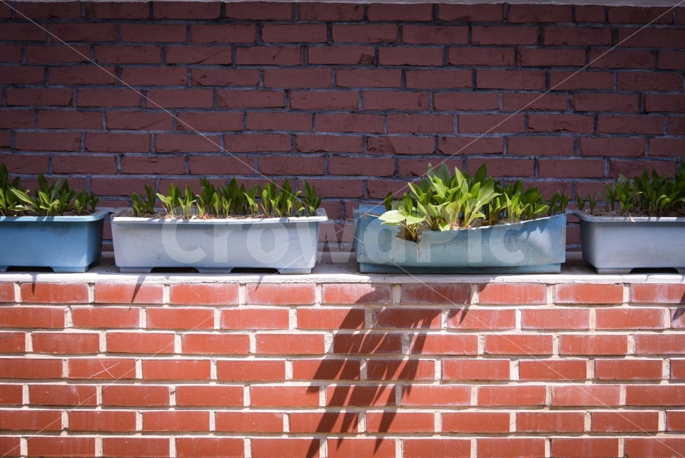 화분,나무,꽃,그림자,자연,서울,동네,식물,자연,plants,nature