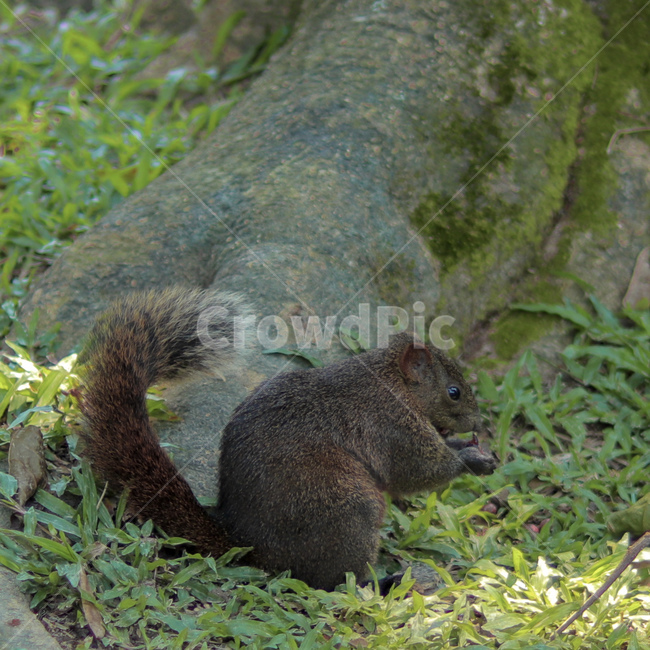 청설모,동물,animal,squirrel,야생동물,동물,animal,포유류,mammal
