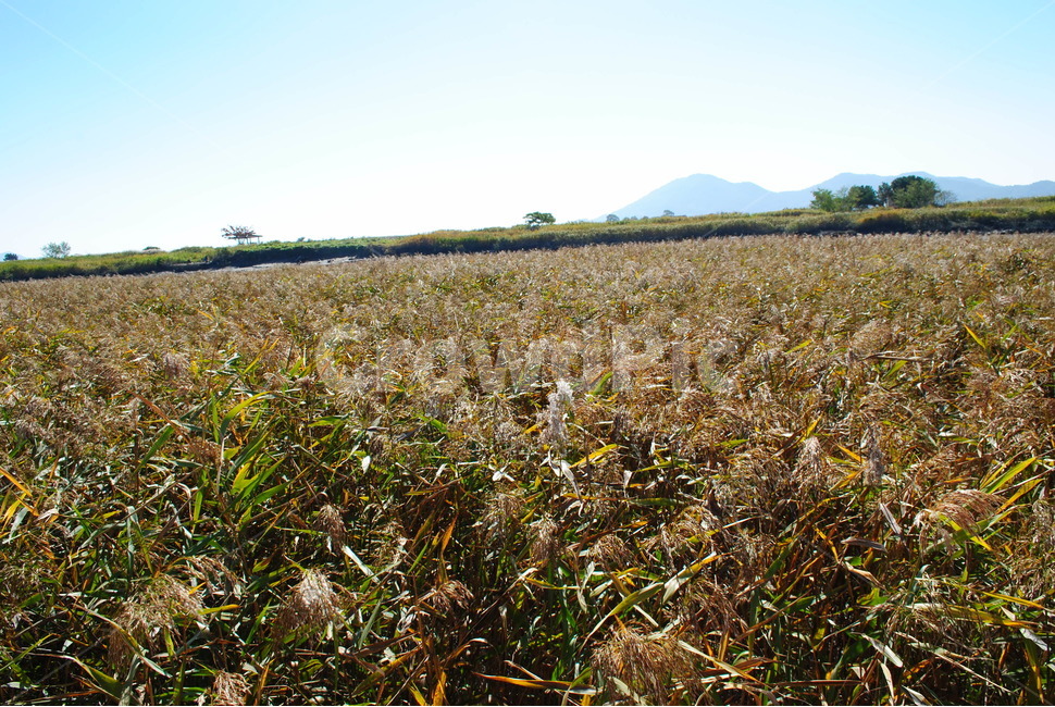 갈대,하늘,가을풍경,산,sky,순천,순천만습지,가을,계절,fall,autumn,season,field,들,nature,자연,grassland,목초지,outdoors,옥외