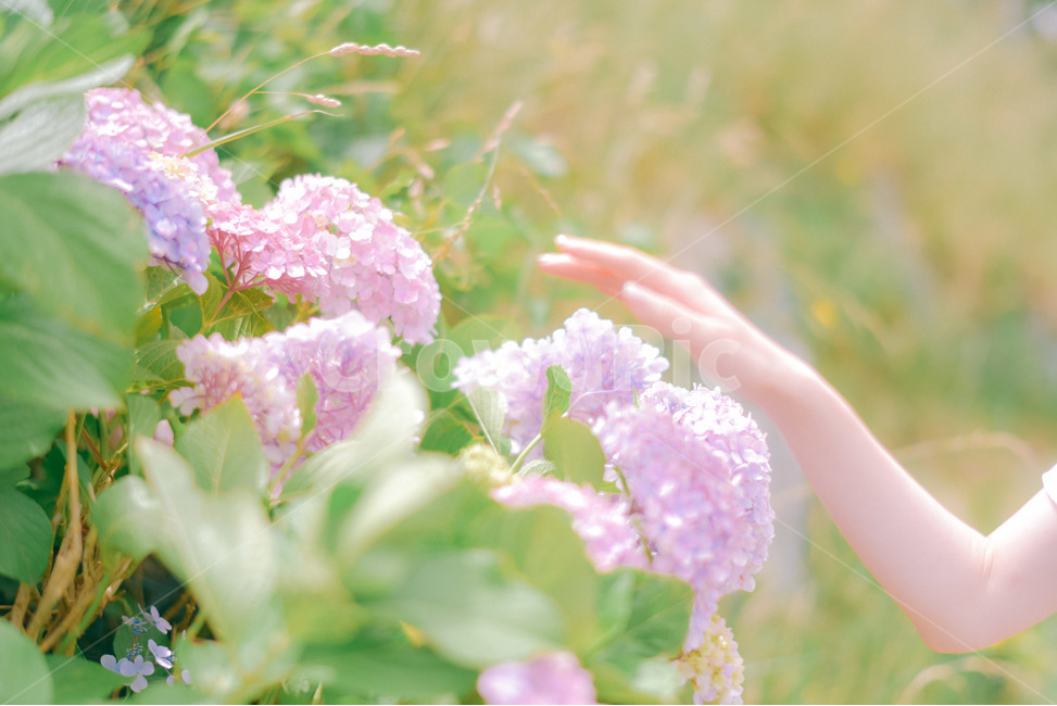 수국,꽃,여름,hydrangea,flower,blossoms,감성사진,여름,계절,summer,season,식물,자연,plants,nature,꽃,flower,사람,인물,인간,human,person,신체일부,몸,body,감성,sensible,feeling,휴식,힐링,rest,relaxation,healing,plant,blossom