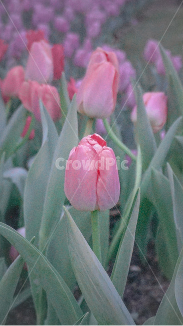 튤립,꽃,핑크,식물,tulips,flowers,pink,plant,식물,자연,plants,nature,꽃,flower