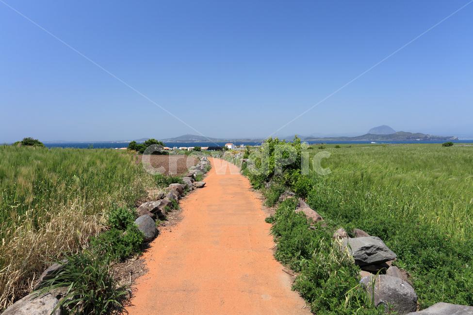 가파도,제주,제주도,섬,청보리,청보리밭,보리,보리밭,풍경,밭,논밭,논,시골,전원,산책,산책로,시골길,길,농로,올레길,식물,농작물,작물,녹색,그린,자연,바다,하늘,배경,백그라운드,농업,돌,돌담,울타리,한국