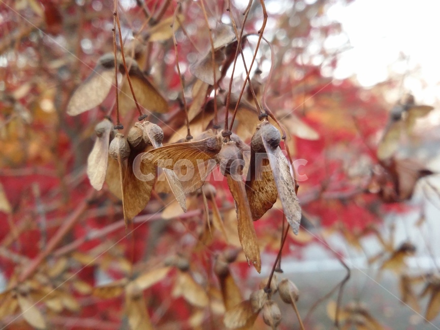 plant,식물,leaf,잎,단풍씨앗