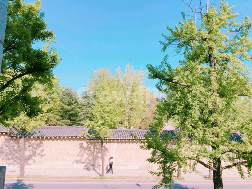 나무,한옥,봄이미지,자연,spring,색채,tree,plant,하늘,초록,풍경,봄,봄풍경