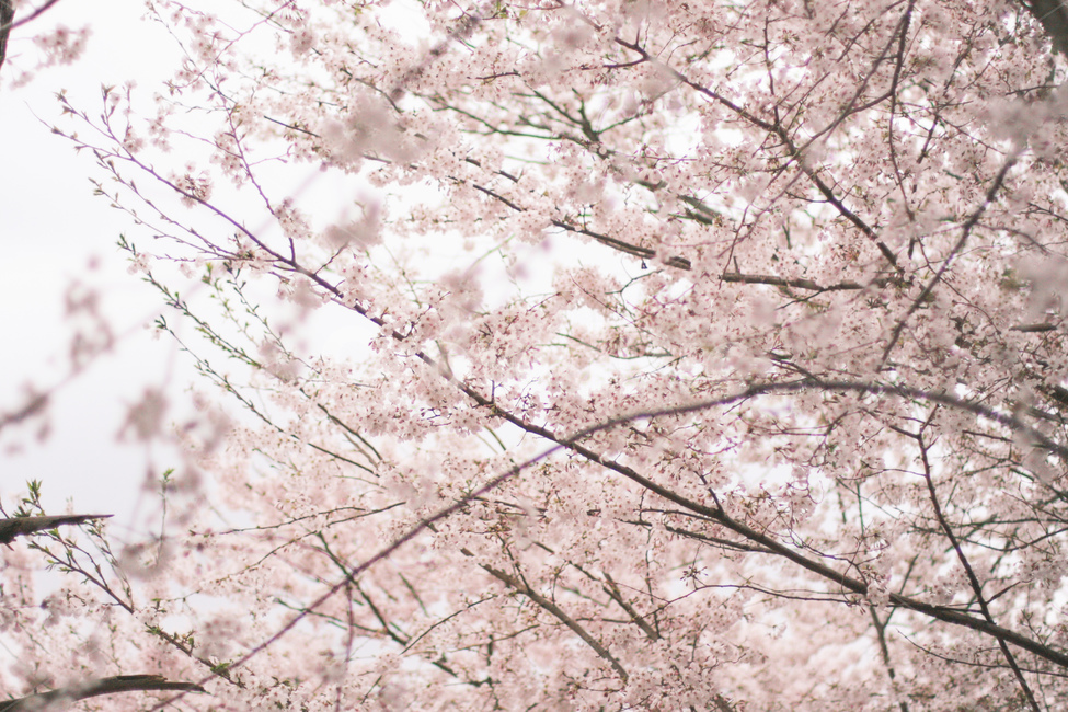 벚꽃,벚나무,핑크나무,예쁜꽃,봄나들이,꽃,flower,blossom,식물,plant