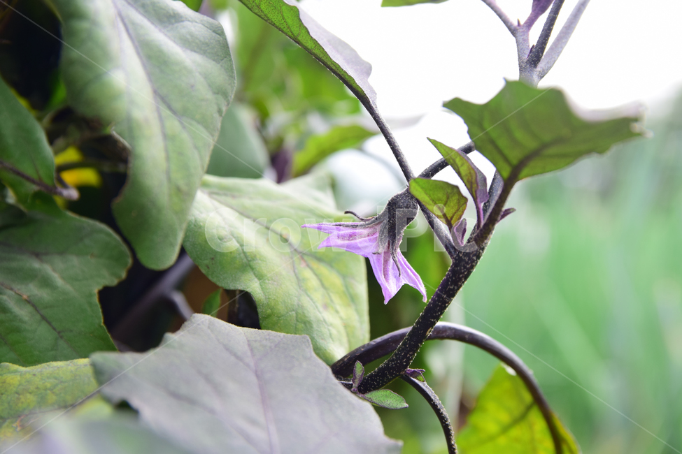 가지,가지꽃,꽃,가지나무,가지잎,잎,보라꽃,보라색꽃,채소,야채,식물,vegetable,eggplant,plants,flower,식물,자연,plants,nature,꽃,flower