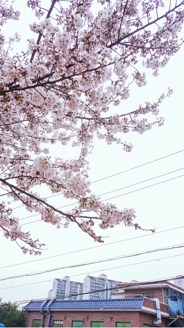 벚꽃,plant,식물,flower,꽃,blossom