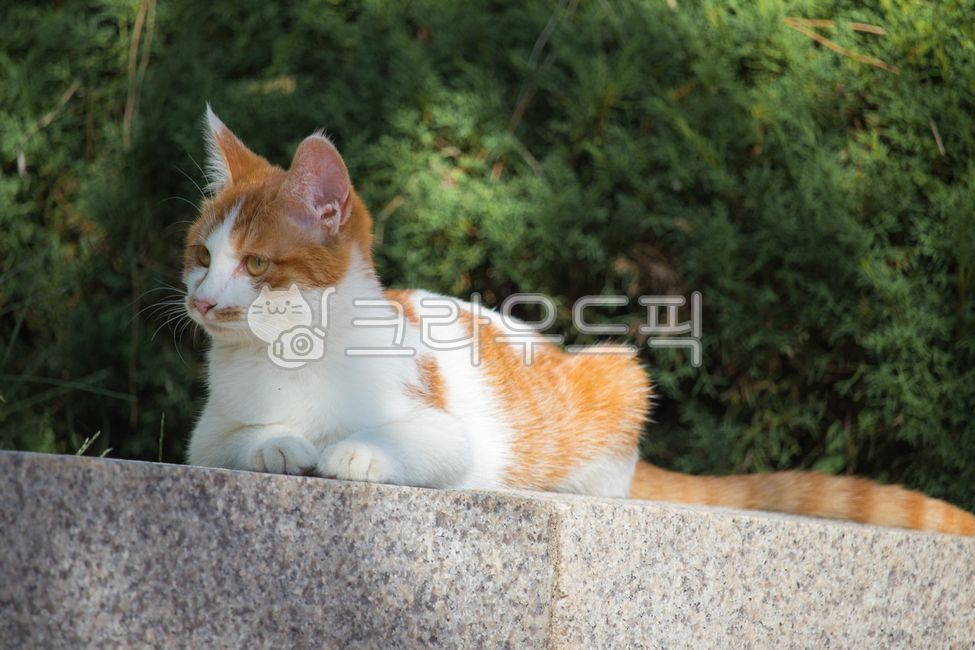 Meow,stray cat,cat,animal,straycat,kitty