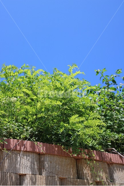 여름,하늘,파랑,식물,초록,햇빛,그림자,벽돌,자연,summer,natsu,sky,sora,blue,ao,plants,shokubutsu,green,midori,sunlight,hizashi,shadow,kage,nature,식물,자연,plants,nature