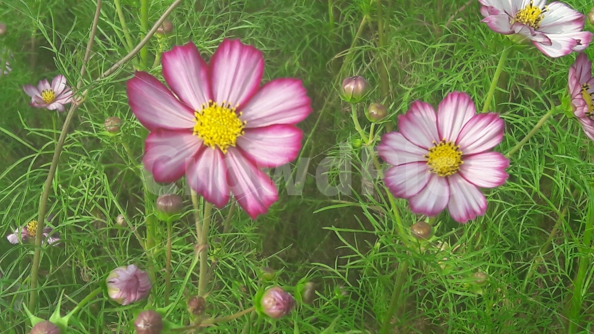 코스모스,꽃,꽃봉우리,노랑,초록,가을,계절,fall,autumn,season,식물,자연,plants,nature,꽃,flower,plant,blossom,petal,꽃잎