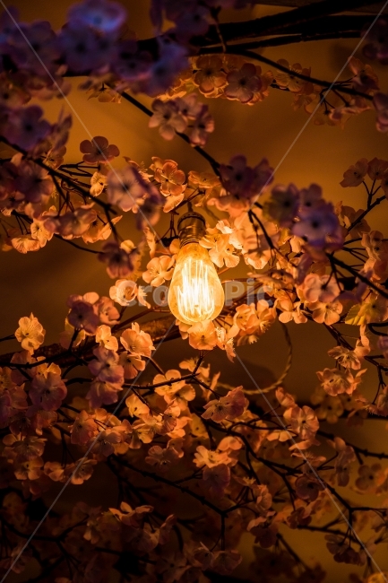 백열전구,꽃,전구,따듯함,벛꽃,온기,조화,감성,감성사진,봄,계절,spring,season,야경,밤,풍경,nightscape,night,landscape,식물,자연,plants,nature,꽃,flower,감성,sensible,feeling