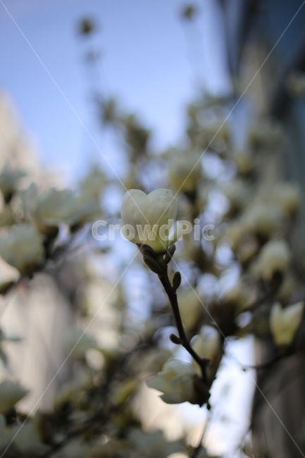 꽃,꽃잎,봄,plant,식물