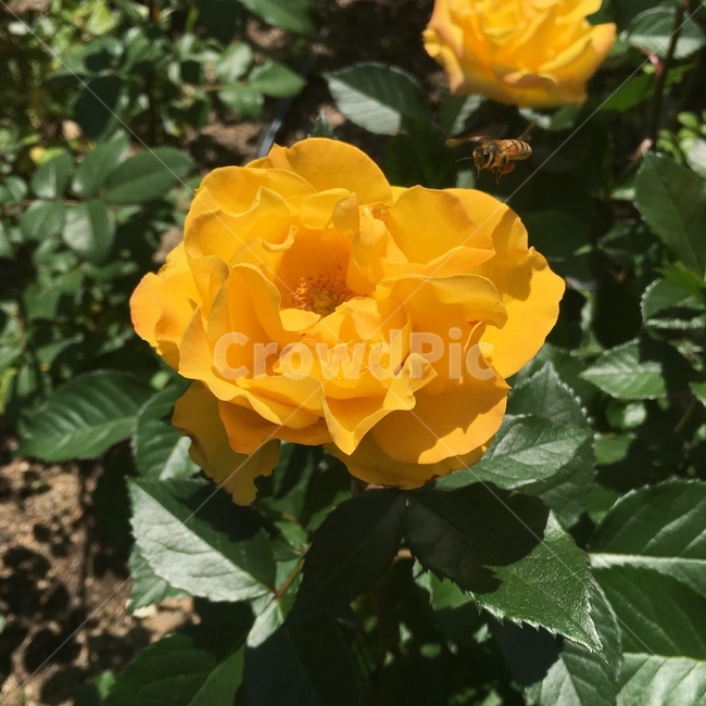 장미,꽃,노랑,노란,벌,꿀벌,노란꽃,노란장미,노랑장미,bee,rose,yellow,flower,nature,로즈,식물,자연,plants,nature,꽃,flower,동물,animal,곤충,벌레,insect,bug