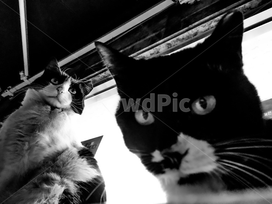 고양이,흑백,대비강한,동물,애완동물,길고양이,pat,cat,animal,동물,animal,포유류,mammal,고양이,cat,kitten,kitty,흑백,모노톤,monochrome,black and white