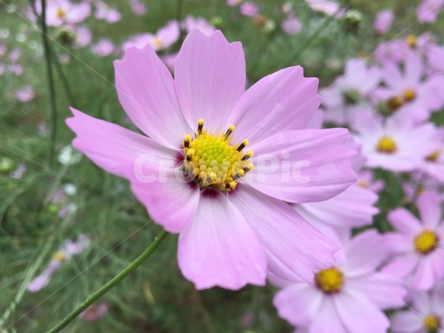 꽃,근접,자연,식물,줄기,식물,자연,plants,nature,꽃,flower