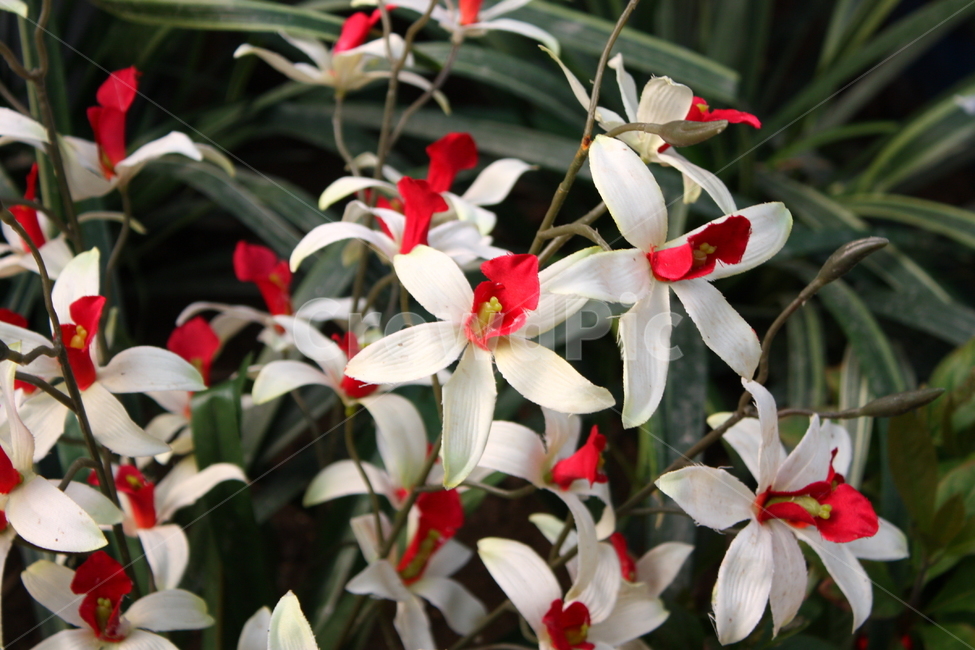 식물,꽃,plant,flower,blossom,식물,자연,plants,nature,꽃,flower