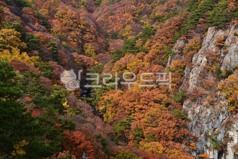 가을, 단풍, 산, 자연, 나무, 사진,이미지,일러스트,캘리그라피 - 깨비선생작가
