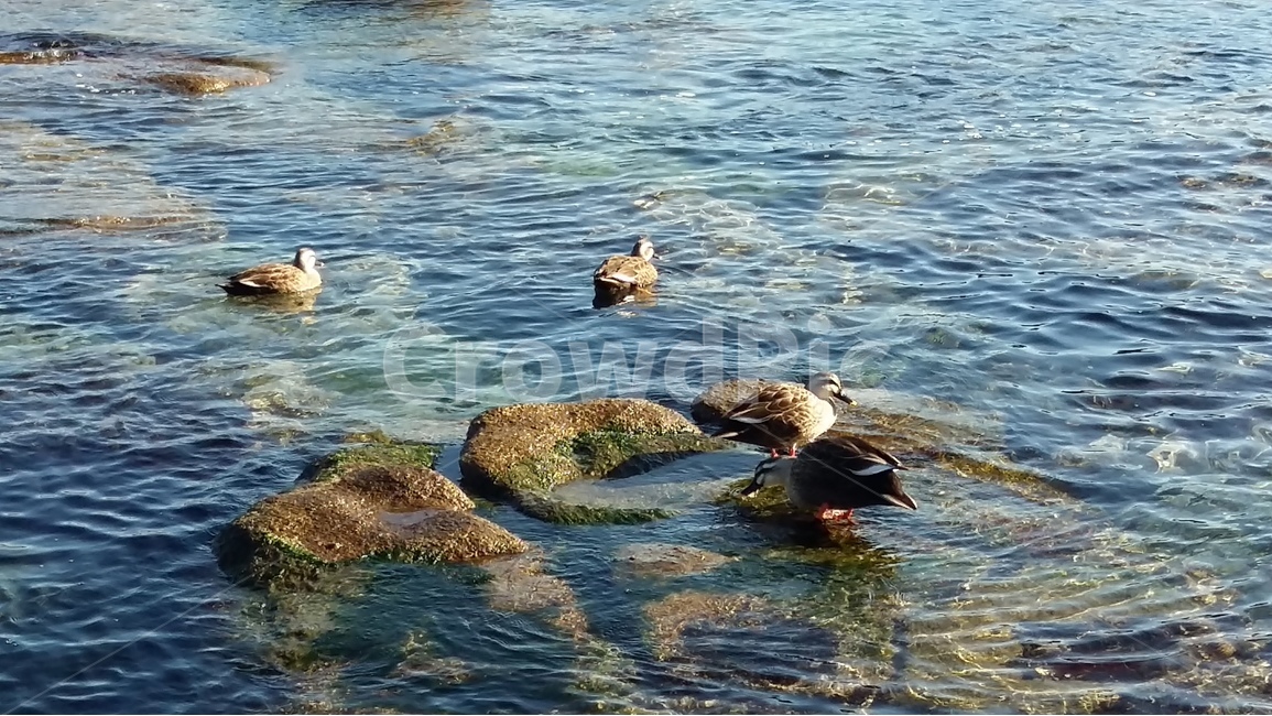 오리,동물,바위,물,바다,푸른색,dog,animal,wather,sea,rock,동물,animal,조류,새,birds