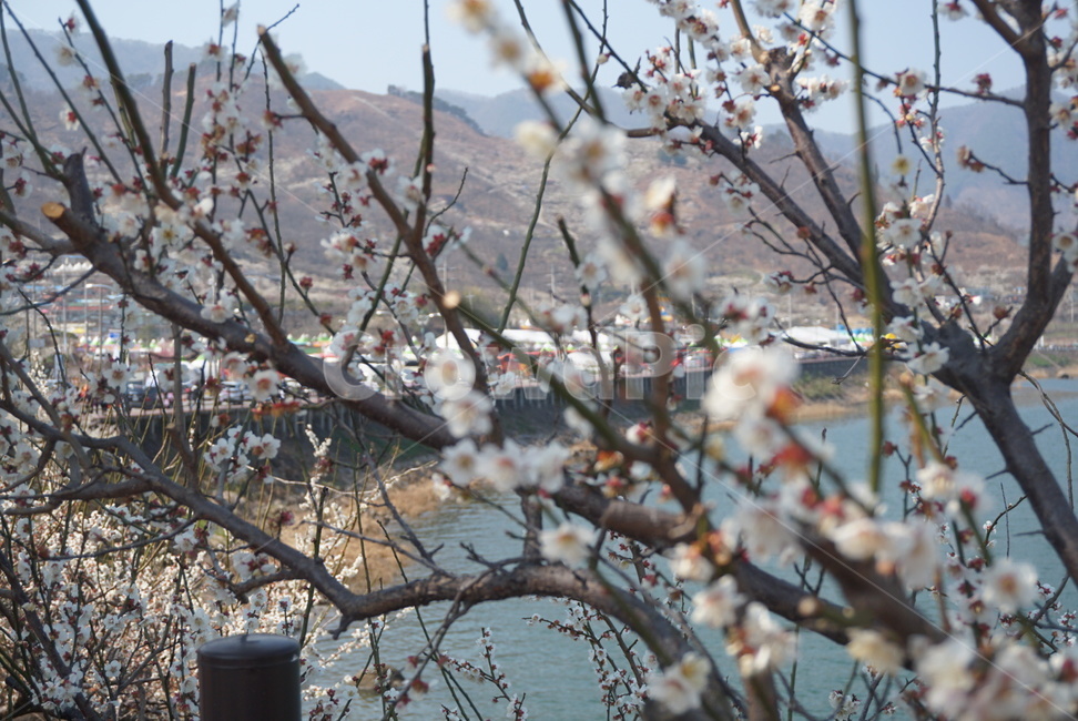 plant,식물,매화,꽃,flower