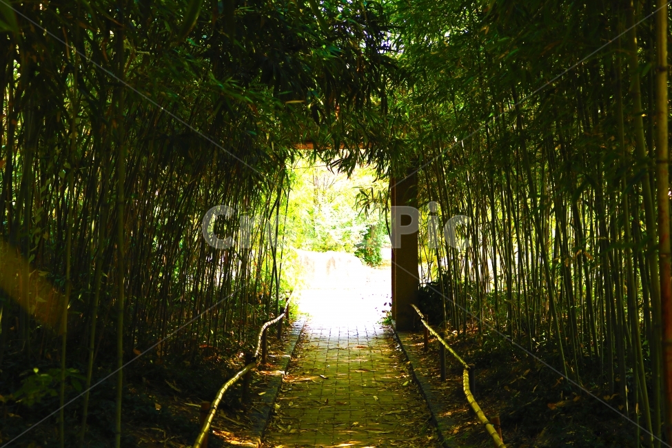 bamboo forest,Bamboo Forest Tunnel,plant,tunnel,Seonyudo Park