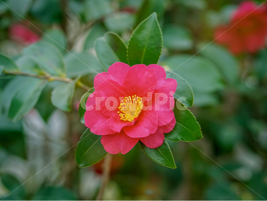 동백,동백꽃,꽃,camellia,카멜리아,식물,자연,plants,nature,꽃,flower