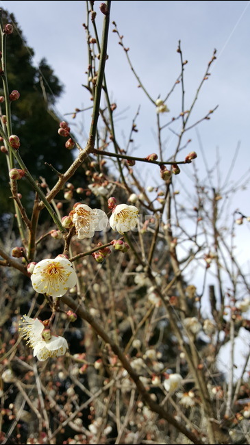 꽃,flower,봄,spring,풍경,landscape,식물,자연,plants,nature,꽃,flower