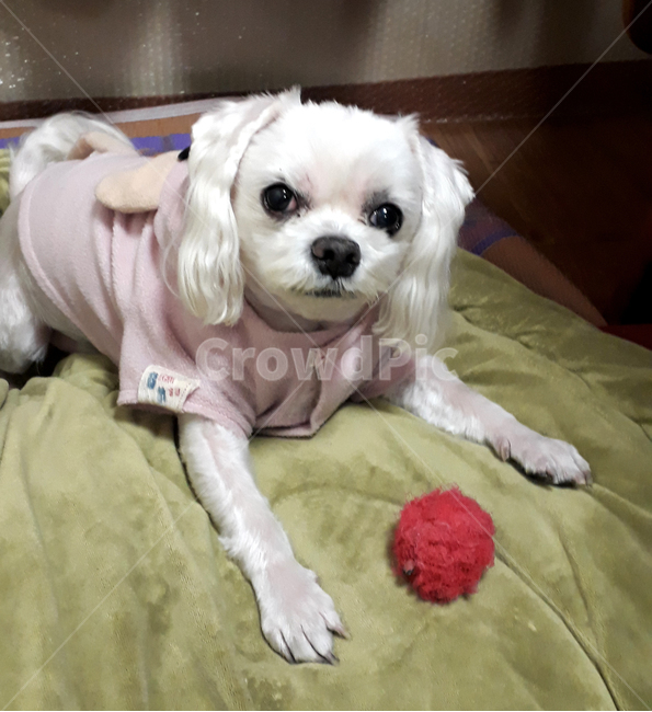 개,강아지,말티즈,마르티스,동물,댕댕이,애니멀,animal,말티스,마르티즈,pet,dog,nature,자연,동물보호,동물,animal,포유류,mammal,개,강아지,dog,doggy