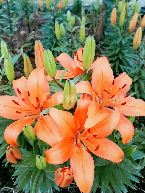 Daffodil Festival,spring flowers,daffodil,Taean,flower